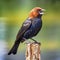 A Kuscherling, Molothrus ater, perches on a weathered post with its beak open, blurred background, made with generative ai