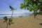 Kuta Beach behind green leaves