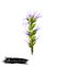 Kutki - Picrorhiza kurroa ayurvedic herb, flower. digital art illustration with text isolated on white. Healthy organic spa plant