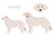 Kuvasz clipart. Different poses, coat colors set