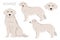 Kuvasz clipart. Different poses, coat colors set