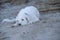 Kuvasz Dog sitting in the shade on a beach of Corsica