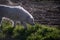 Kuvasz dog in the winter countryside of Corsica