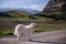 Kuvasz dog in the winter countryside of Corsica