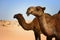 Kuwait: Camels in desert