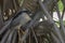 Kvakva vulgaris, or night heron, on the roots of tropical plants, near the lake, Punta Cana, Dominican Republic