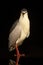 Kwak; Black-crowned Night Heron; Nycticorax nycticorax