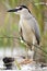 Kwak, Black-crowned Night Heron, Nycticorax nycticorax