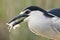 Kwak, Black-crowned Night Heron, Nycticorax nycticorax