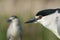 Kwak, Black-crowned Night Heron, Nycticorax nycticorax