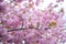 Kwanzan Cherry in spring full bloom