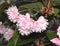 Kwanzan Flowering Cherry, Prunus serrulata `Kwanzan`