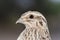 Kwartel, Common Quail, Coturnix coturnix