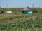 Kwazulu Natal, South Africa. Green painted mud hut, photographed a rural village.