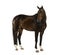 KWPN - Dutch Warmblood, 3 years old - Equus ferus caballus