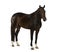 KWPN - Dutch Warmblood, 3 years old - Equus ferus caballus