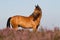 KWPN horse in the Dutch heathland