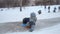 Kyiv, Ukraine, 10.02.2017, Kids sledging at skate rink