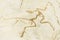 KYIV, UKRAINE - JUNE 16, 2018: National Museum of Natural Sciences of Ukraine. Archaeopteryx fossil jurassic bones, prehistoric