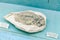 KYIV, UKRAINE - JUNE 16, 2018: National Museum of Natural Sciences of Ukraine. Fossil ancient sea animal. Fish in stone