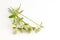 Kyllinga brevifolia Rottb on white background.