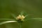 Kyllinga brevifolia or shortleaf spikesedge perennian herb.