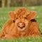 Kyloe highland cattle
