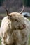 Kyloe Highland Cow Closeup Portrait closeup portrait