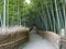 Kyoto Bamboo grove