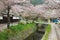 Kyoto cherry blossoms - Philosopher`s Walk