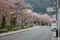 Kyoto cherry trees street