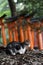 Kyoto Fushima Inari