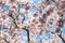 Kyoto, Japan - cherry trees sakura at Nijo Castle park