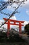 Kyoto Torii Gate