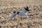 Kyrgyzian Sight hound Taigan dog running on the grass