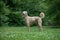 Kyrgyzian Sight hound Taigan sitting on the green grass