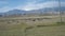 Kyrgyzstan countryside with free range livestock