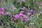 Kyrgyzstan mountain flowers