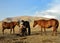 Kyrgyzstan, mountains scenery Song Kol lake