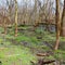 Kyte River Floodplain Forest Illinois