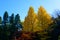 Kyu-Furukawa Gardens in autumn in Tokyo