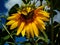 L`amour des abeilles pour les tournesols/ Love story between a bee and a sunflower