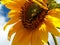 L`amour des abeilles pour les tournesols/ Love story between a bee and a sunflower