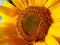 L`amour des abeilles pour les tournesols/ Love story between a bee and a sunflower