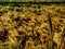 l landscape with big wheat field and green lime tree