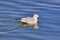 L white seagulls swimming in a river