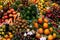 La Boqueria market in the Barcelona, Spain. Stall of avocado, papaya,figs, peach, mango and other exotic fruits at world