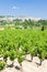 La Cadiere d'Azur with vineyards, Provence, France