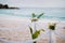 La Digue, Seychelles. Close up of wedding ceremonial decoration white flowers on a tropical grand anse sand beach