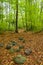 La Fageda d`en Jorda, in la Garrotxa, Spain